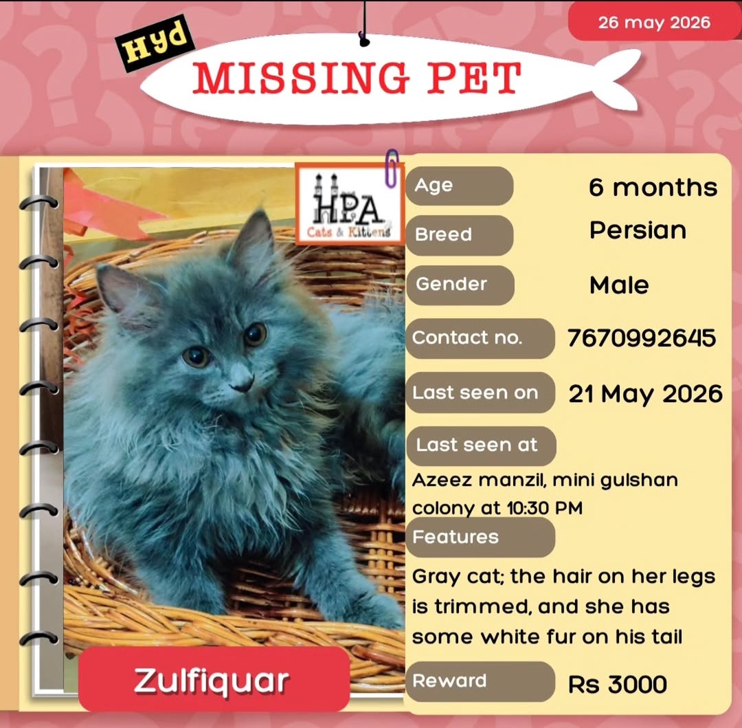 MISSING PET – PERSIAN CAT