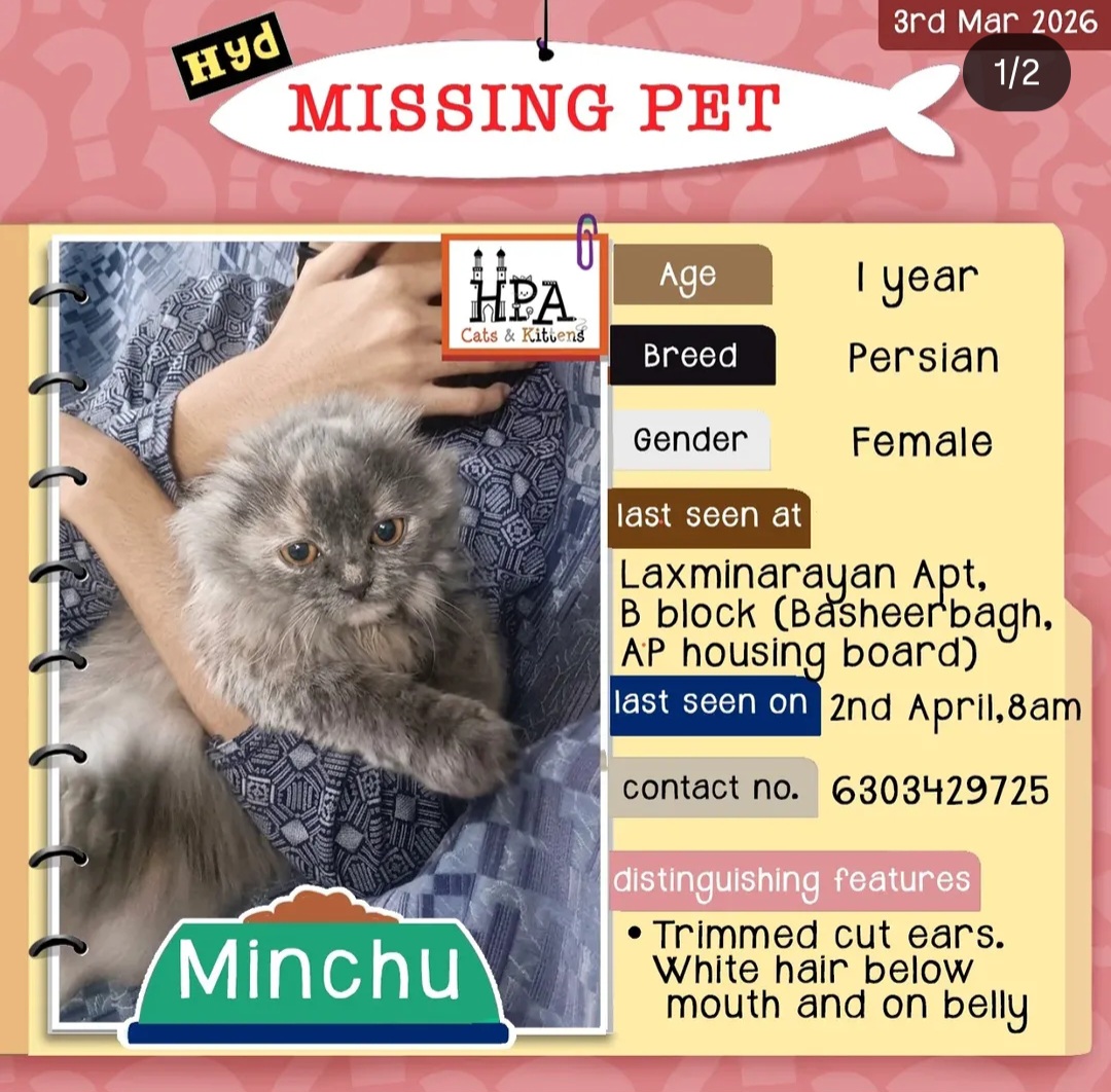 🚨 MISSING PET – PLEASE HELP FIND HER 🚨