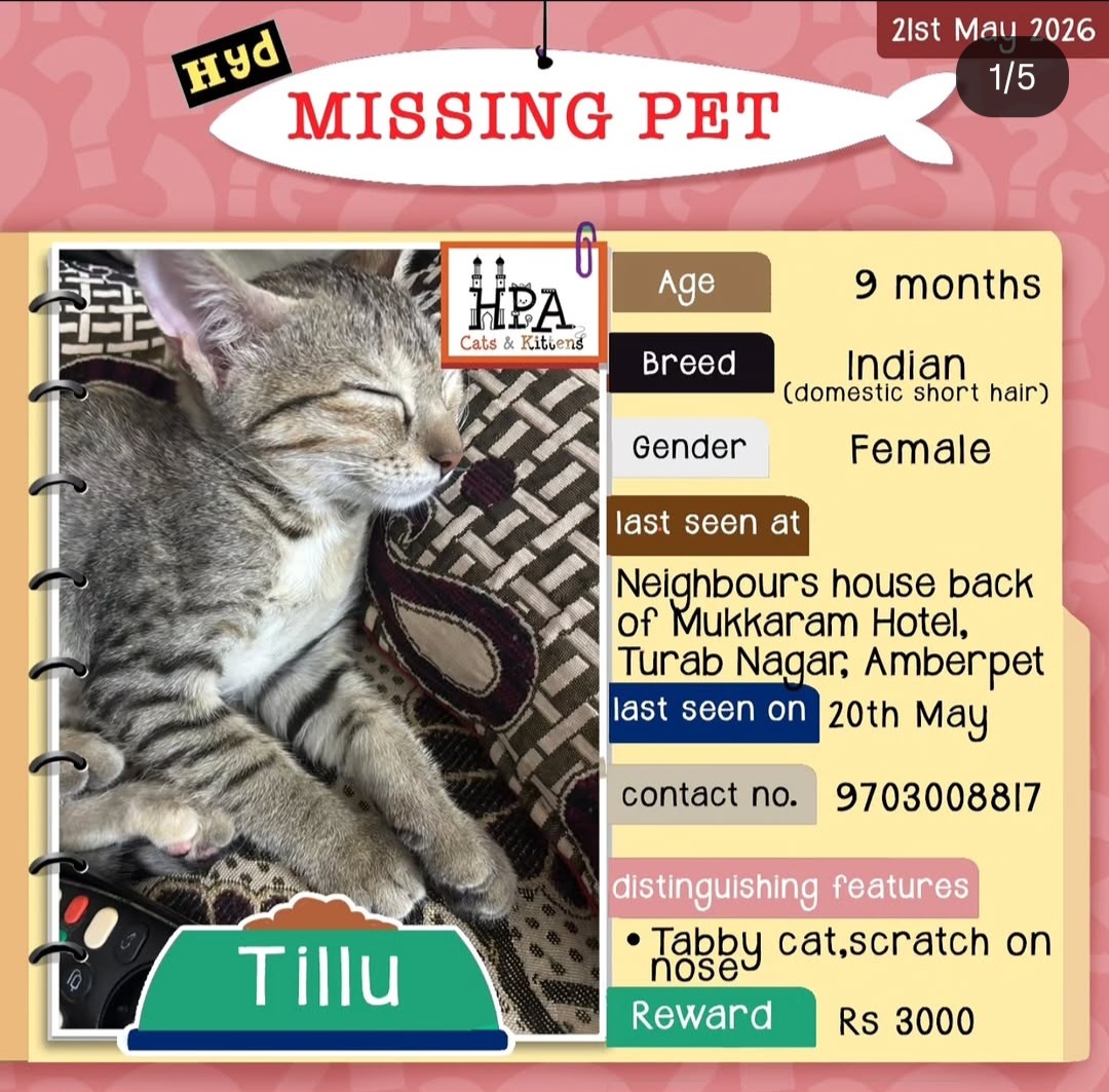 MISSING PET – TILLU