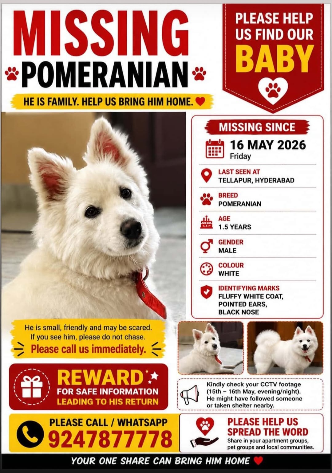 MISSING POMERANIAN – PLEASE HELP BRING HIM HOME