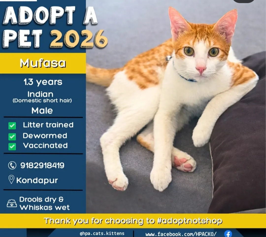 🐾 Mufasa – 1.3 Years (Male)