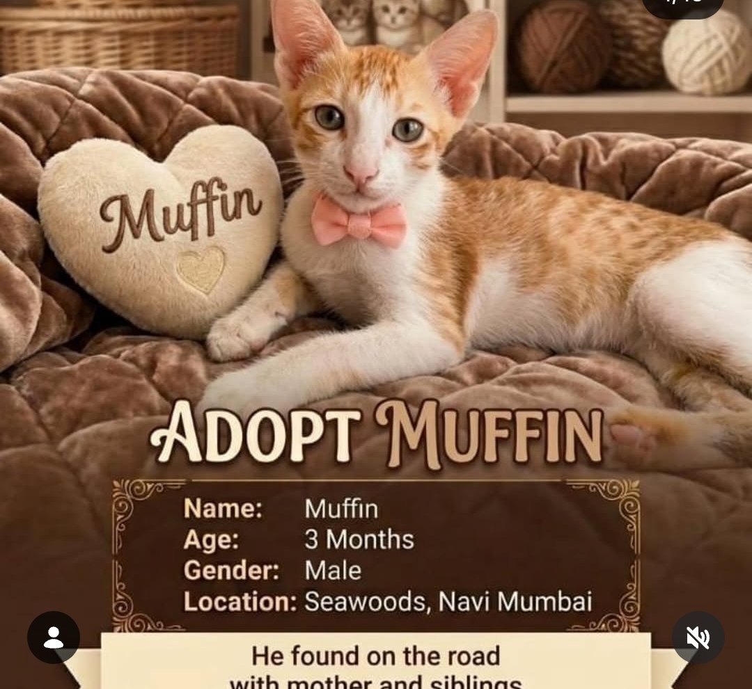 Muffin – Cat Adoption | Navi Mumbai