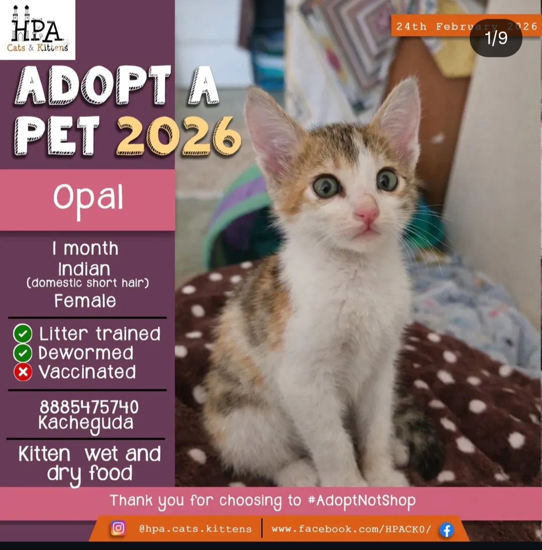 🐾 Opal – Sweet Indian (Domestic Short Hair) Kitten for Adoption 🐾