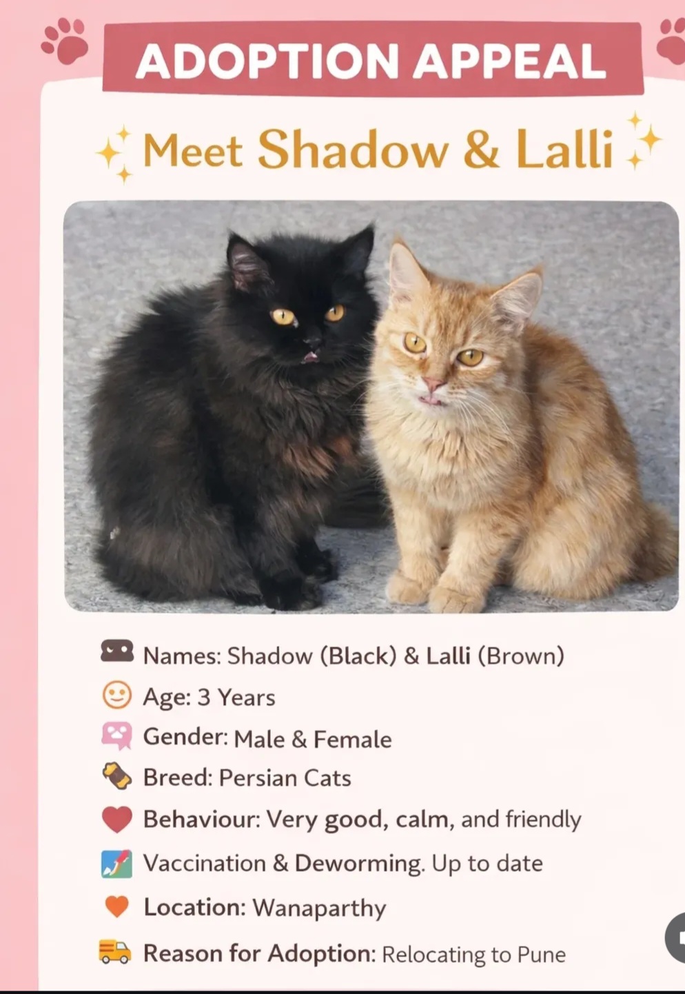 🐱 Persian Cats for Adoption – Wanaparthy 🏡