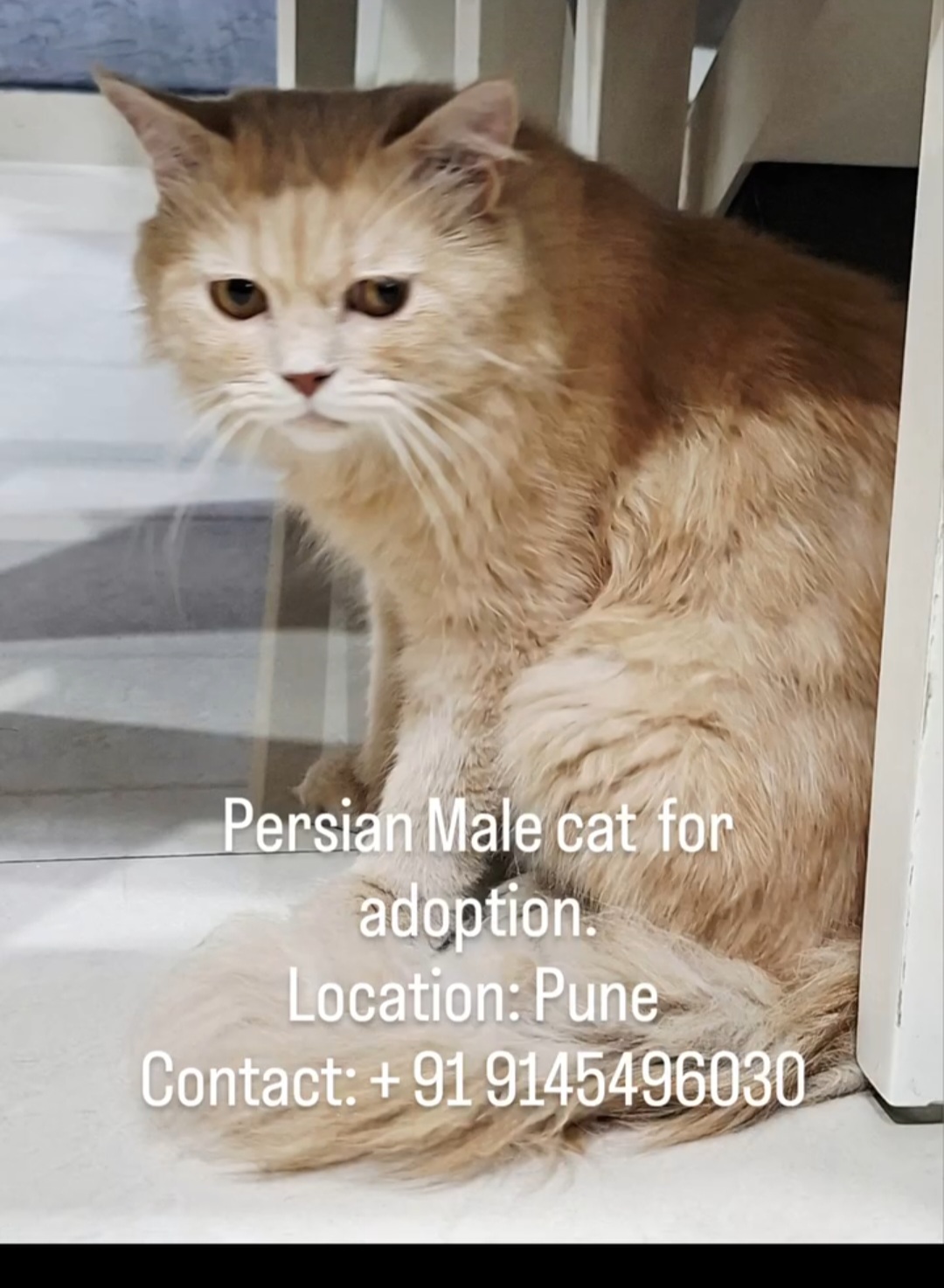 PERSIAN MALE CAT FOR ADOPTION