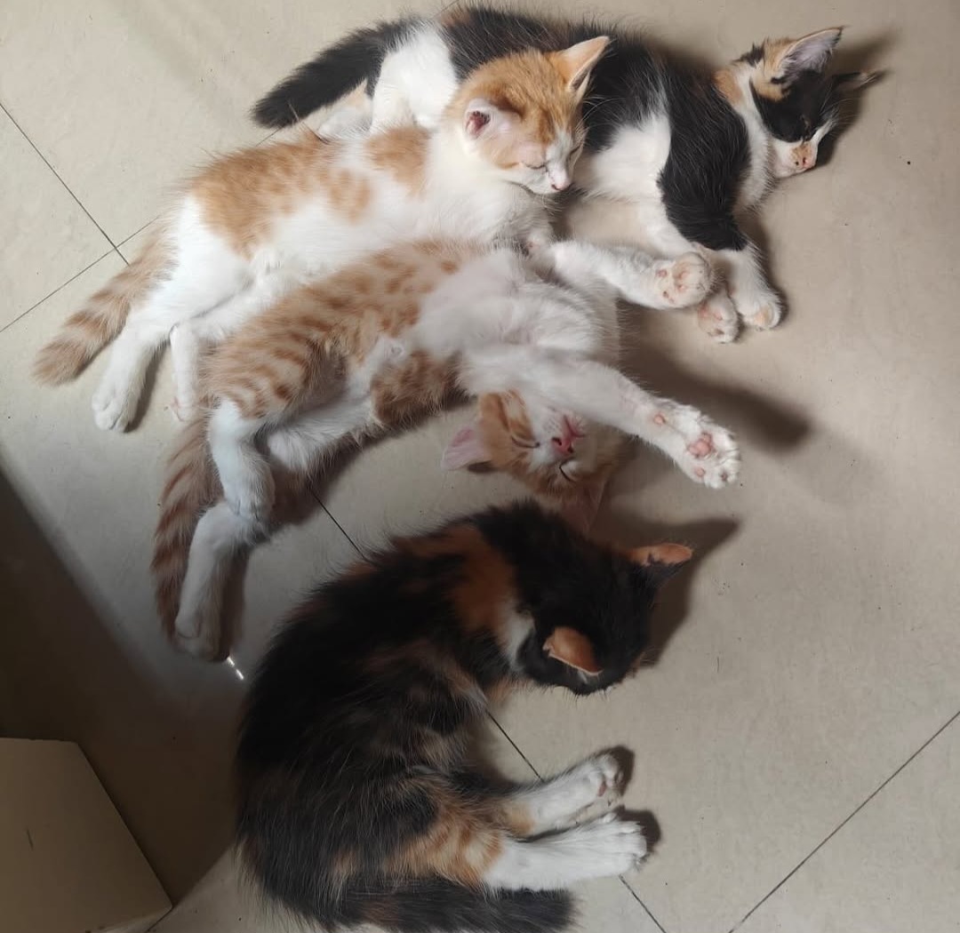 Pet Adoption