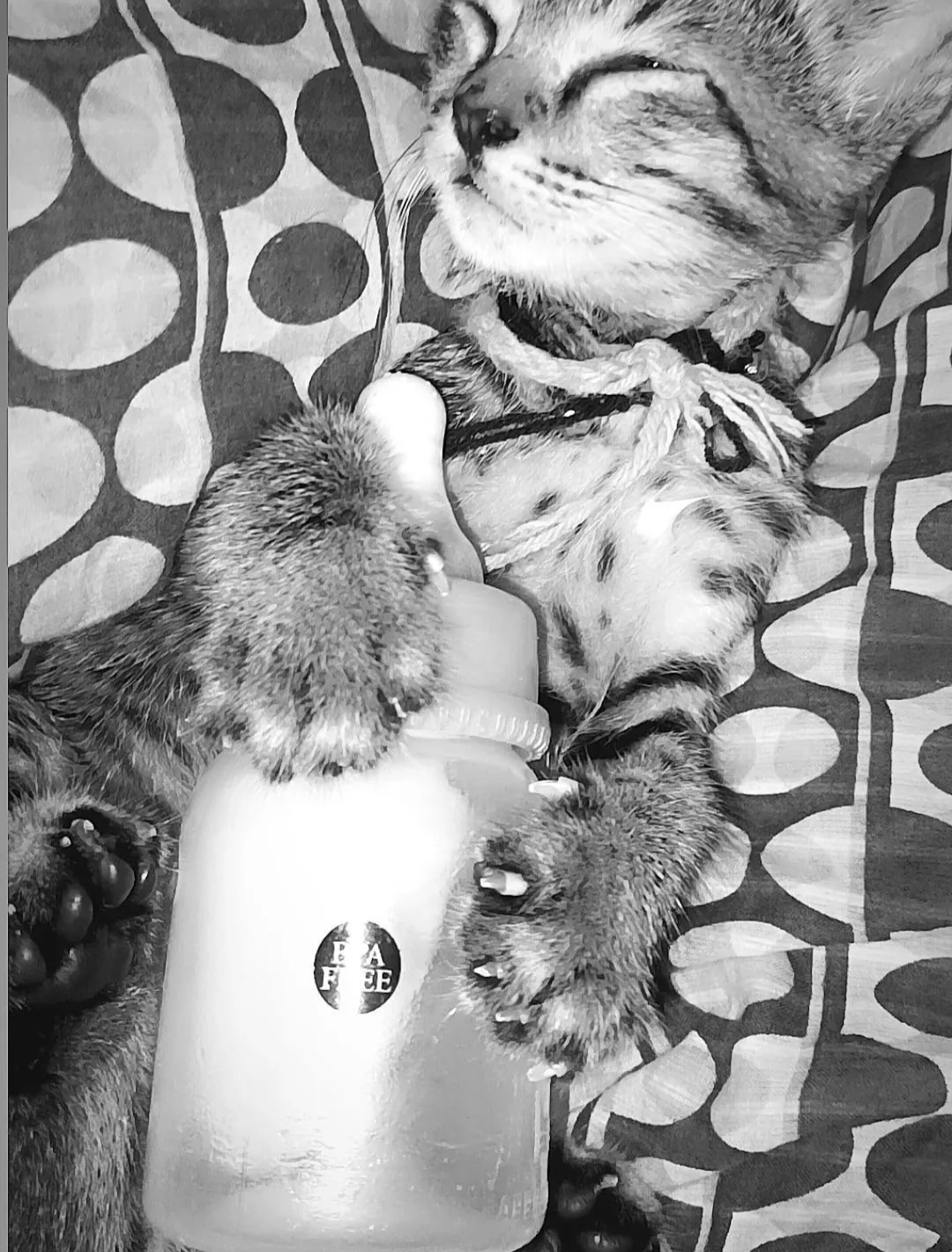 PET ADOPTION