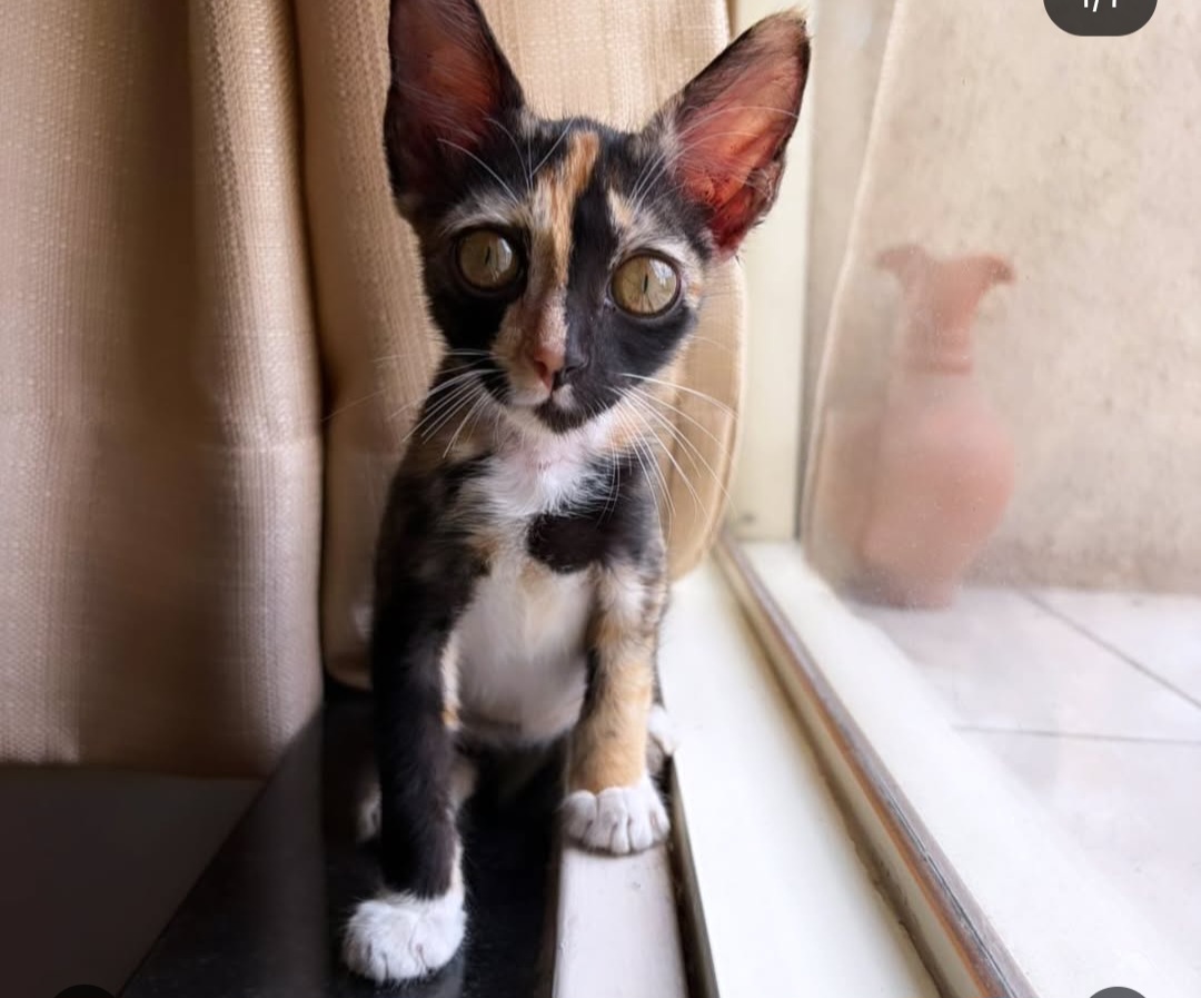 Pet Adoption