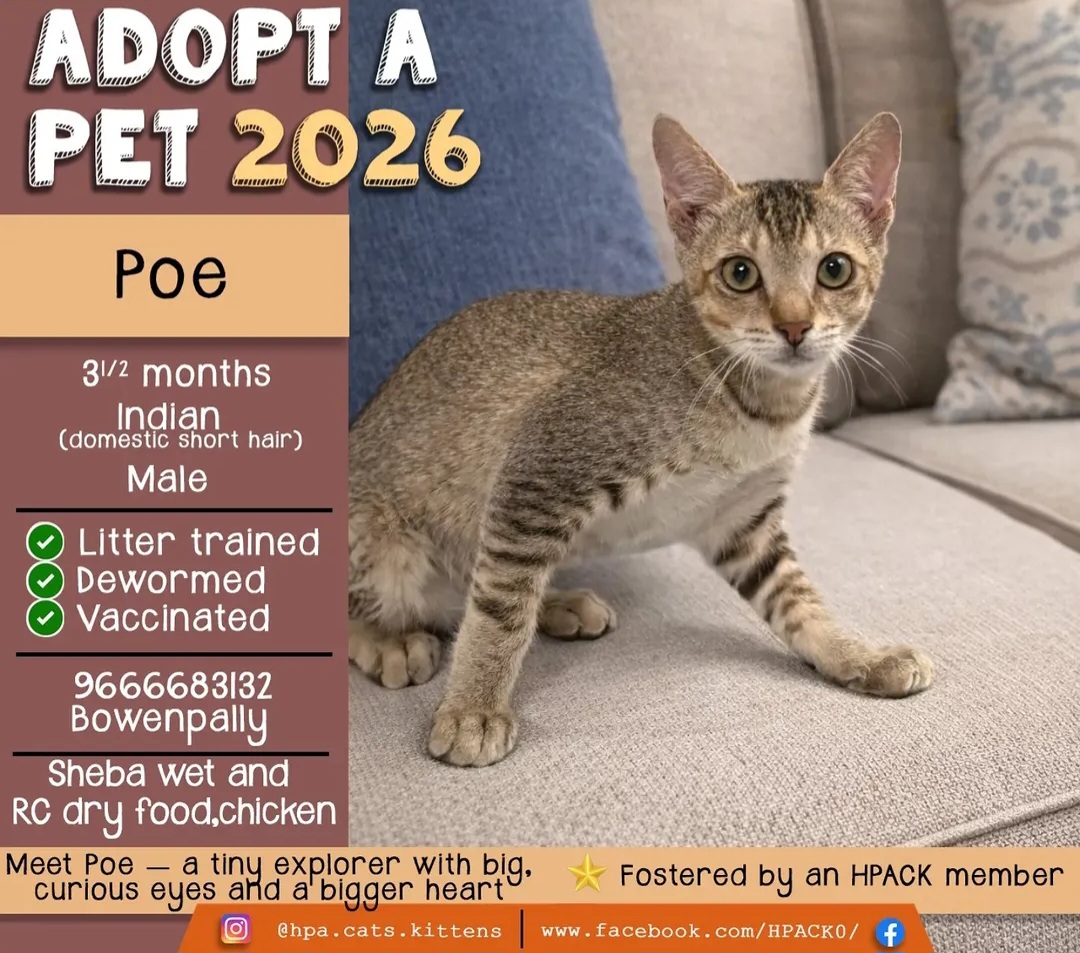 Poe 🐾 – Ready for His Forever Home