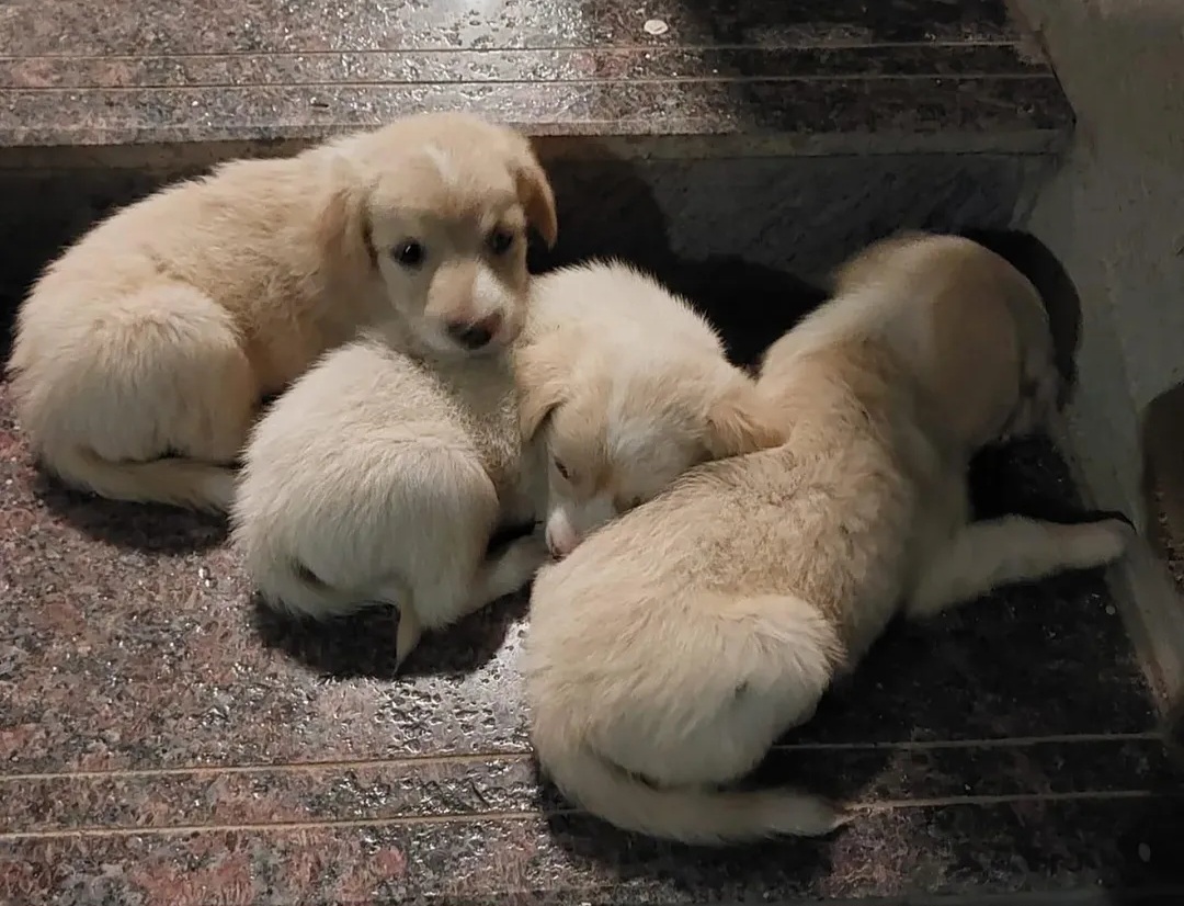 🐶 Puppies Available for Adoption – Hyderabad 🐶