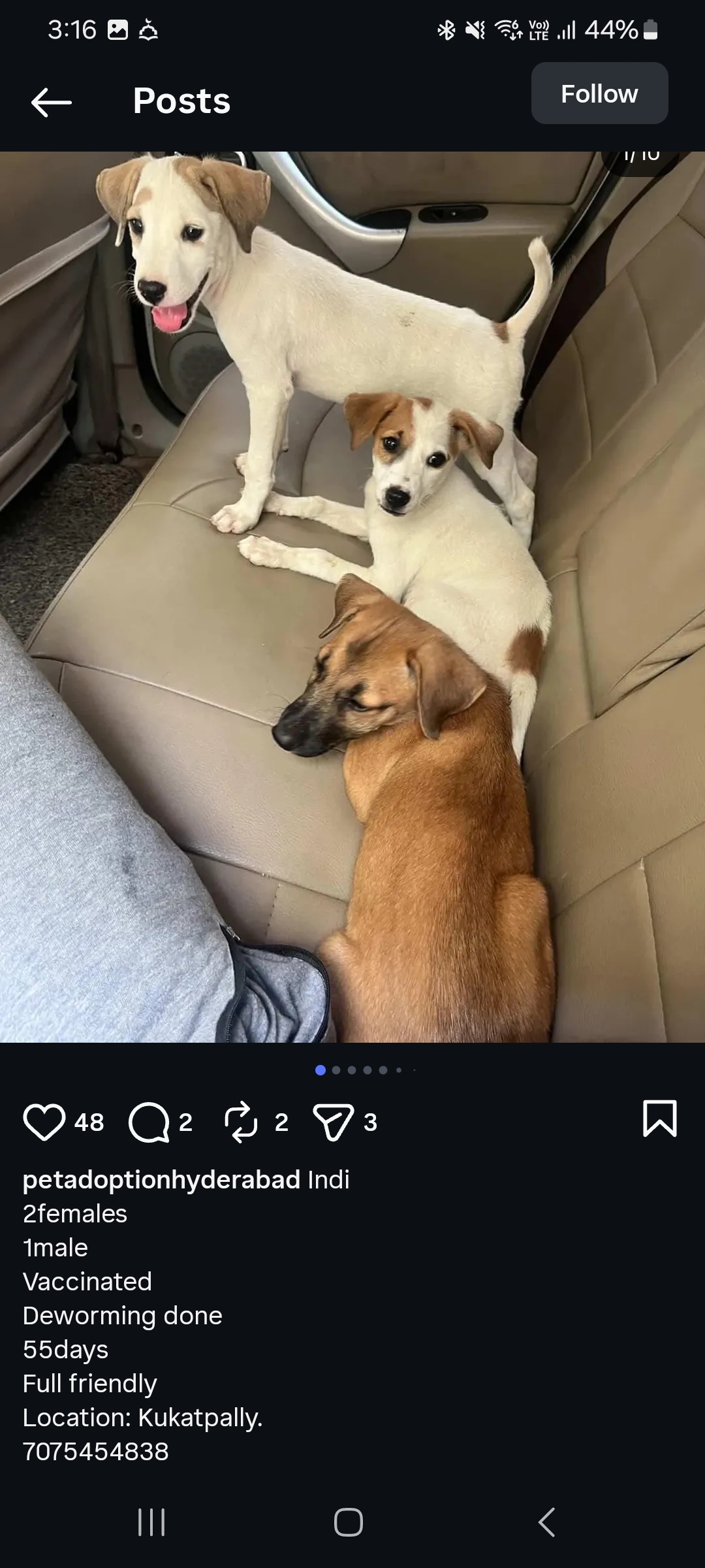 Puppies for Adoption