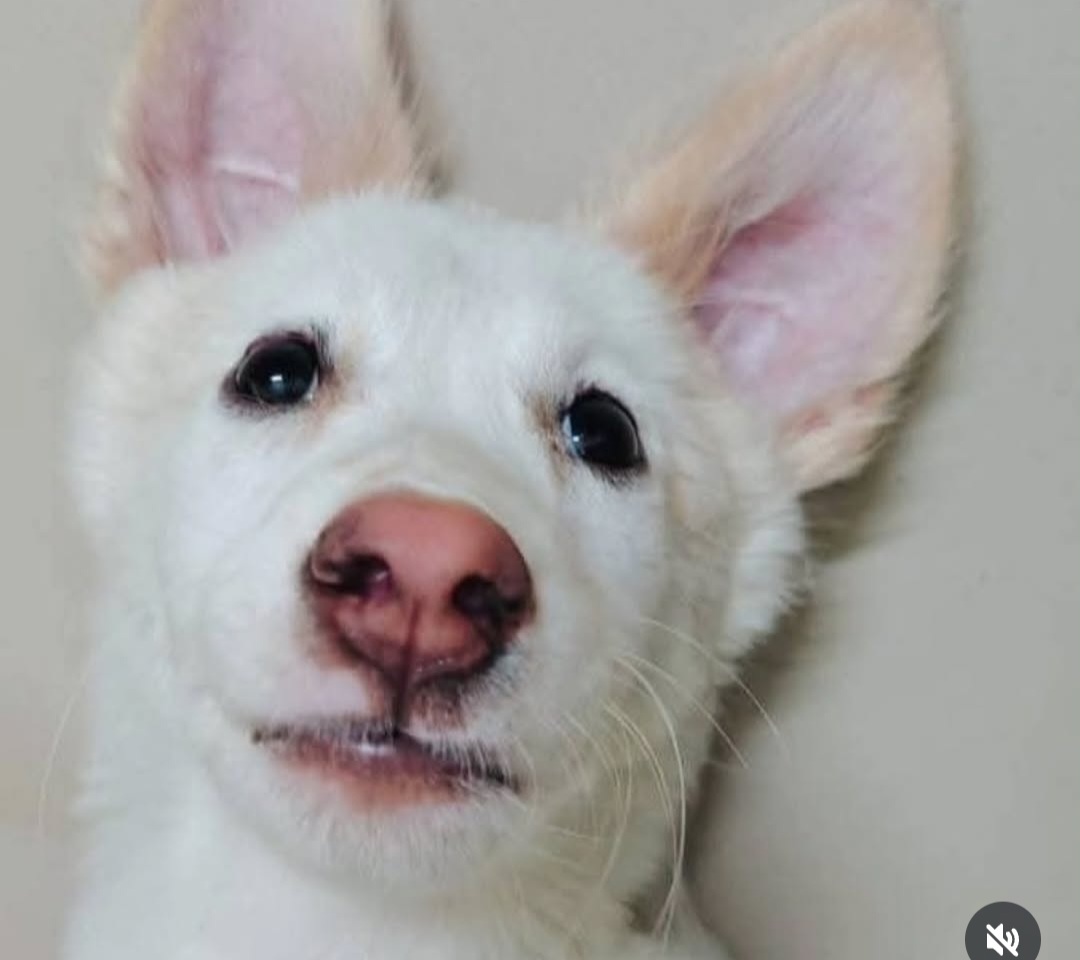 🐶 Puppy for Adoption – Burfi (Hyderabad)