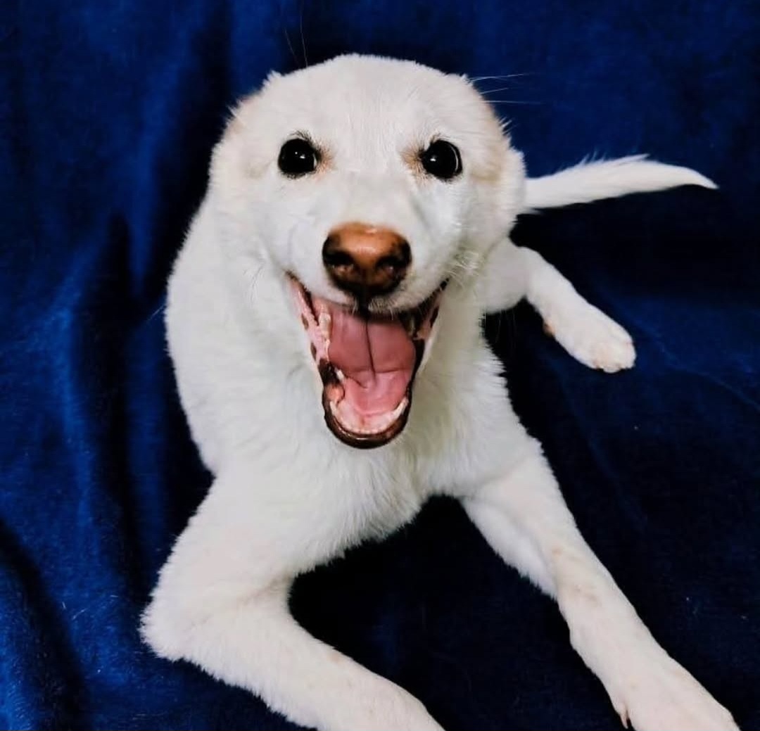 🐾 Puppy for Adoption in Hyderabad 🐾