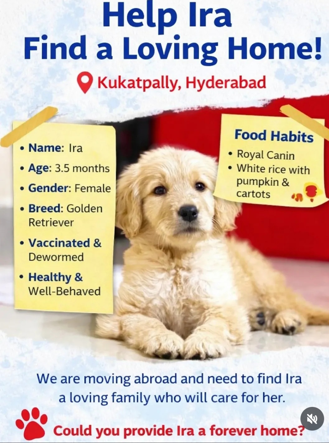 🐶 Puppy for Adoption – Looking for a Loving Home