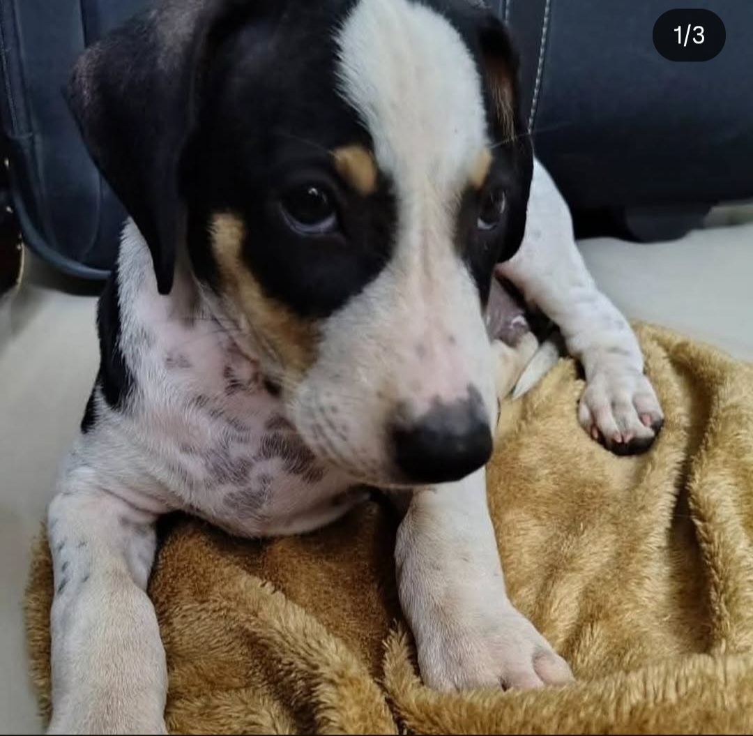 🐶 Puppy for Adoption – Puddle (Miyapur)