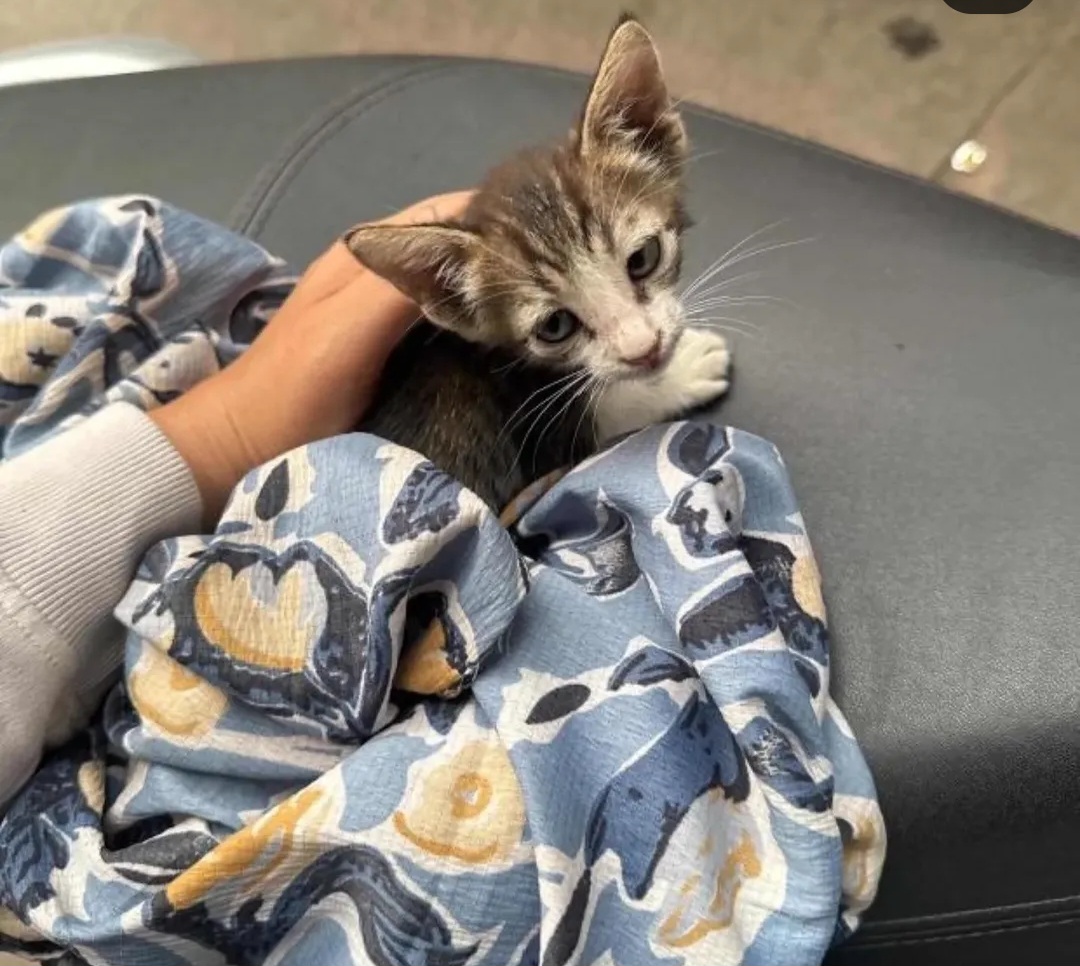 🐾 Rescue Kitten for Adoption (Afzal Gunj)