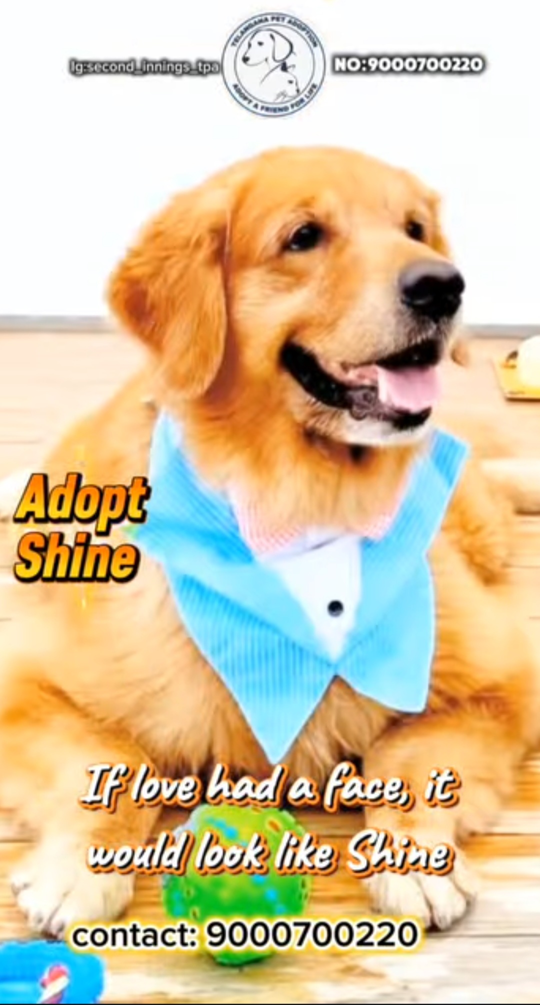 🐶 Shine – Golden Boy