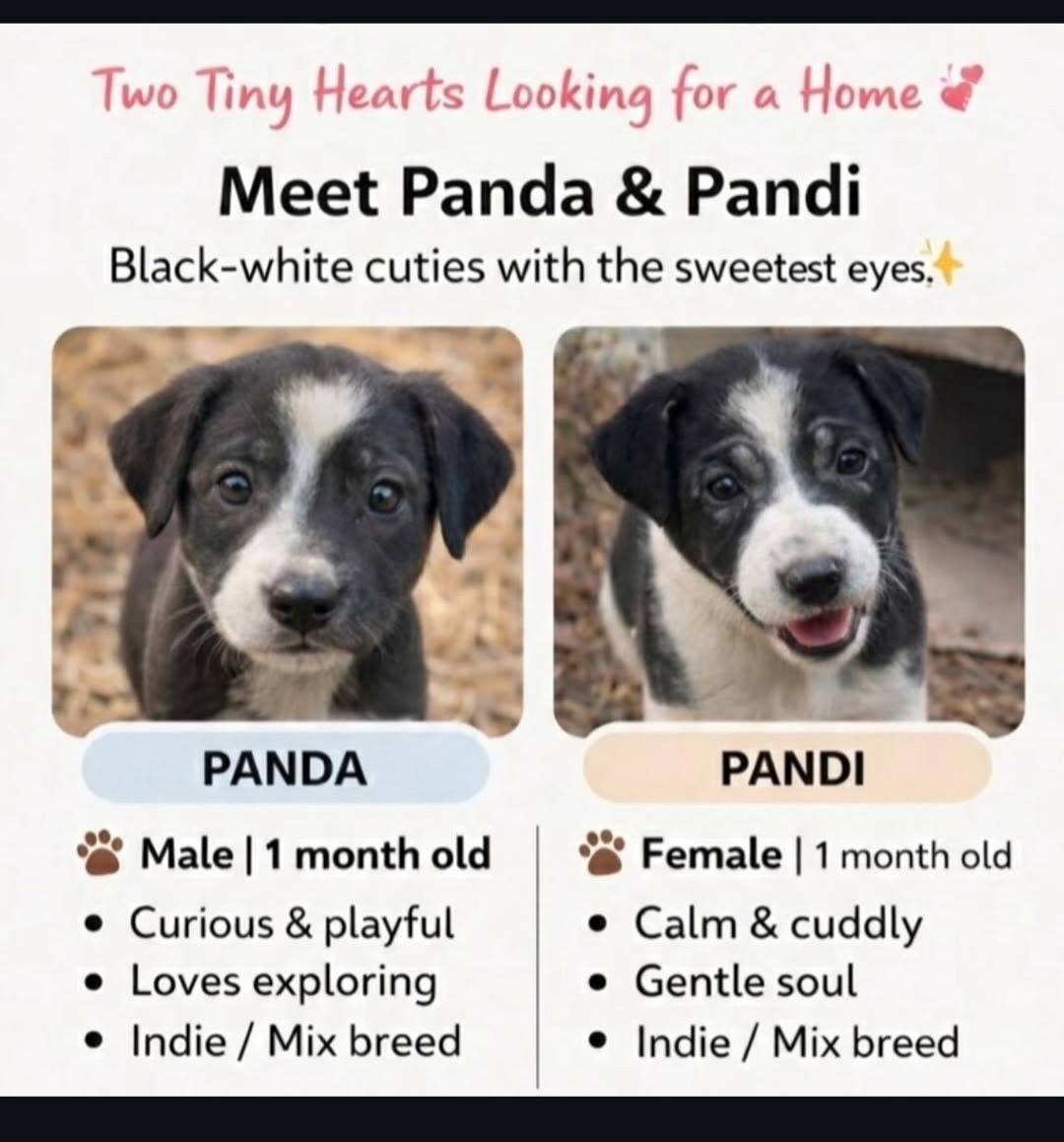 🐾 Two Tiny Hearts Looking for a Forever Home 🐾