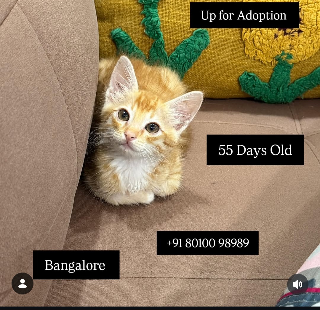 Up for Adoption – 55 Days Old Puppy