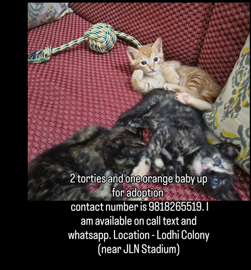 Up for Adoption