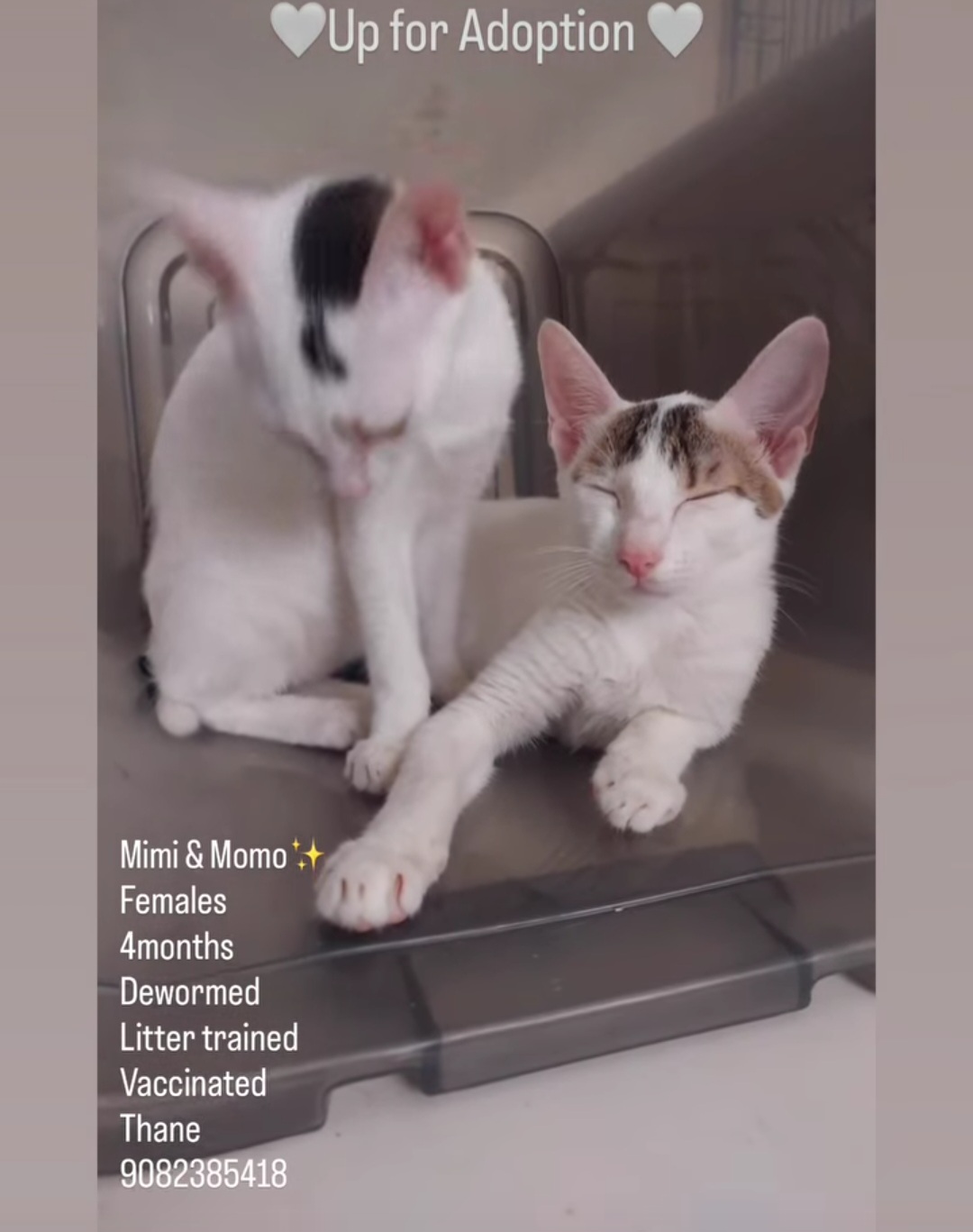 Up for Adoption
