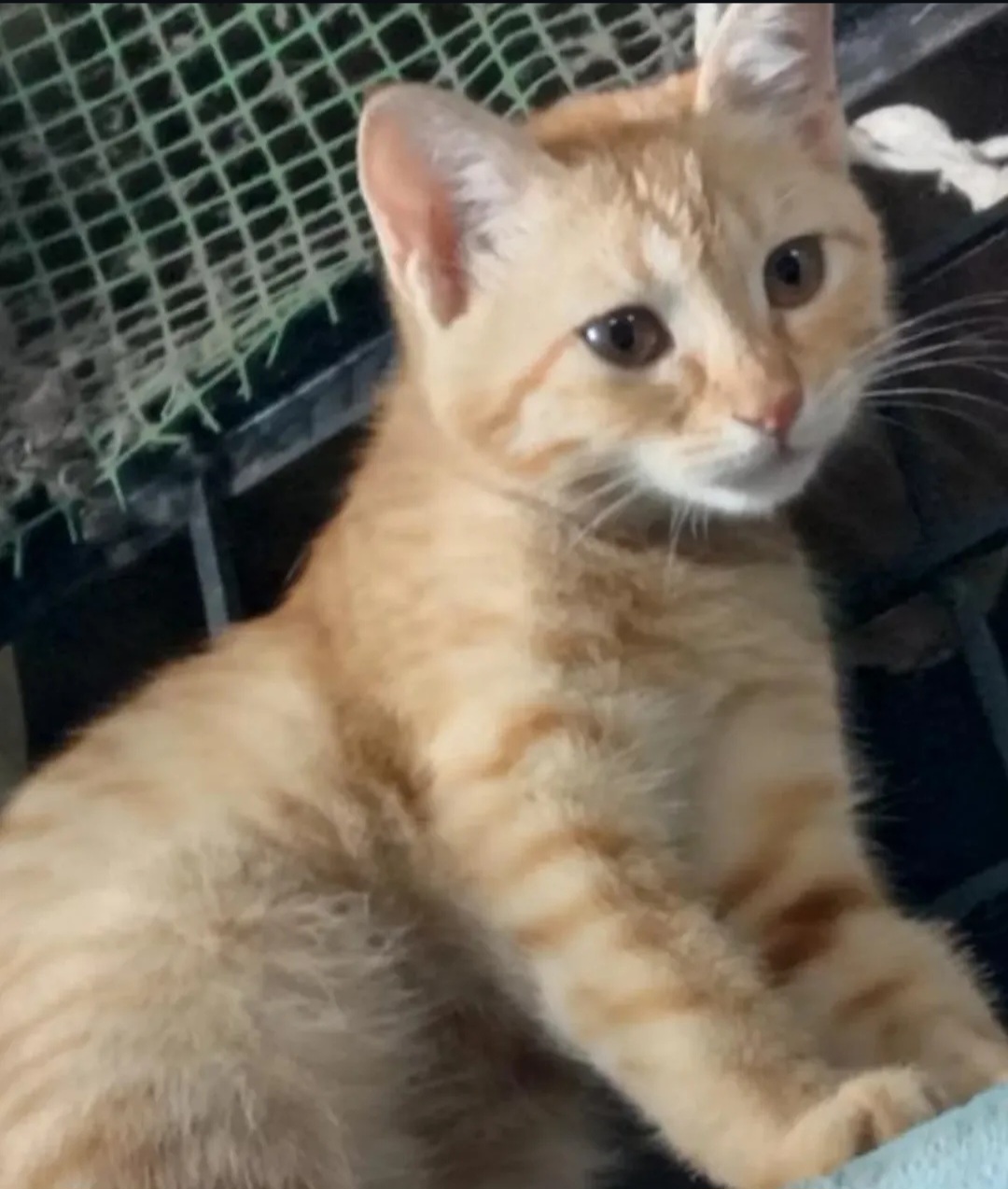 🐾 Urgent Adoption Appeal 🐾