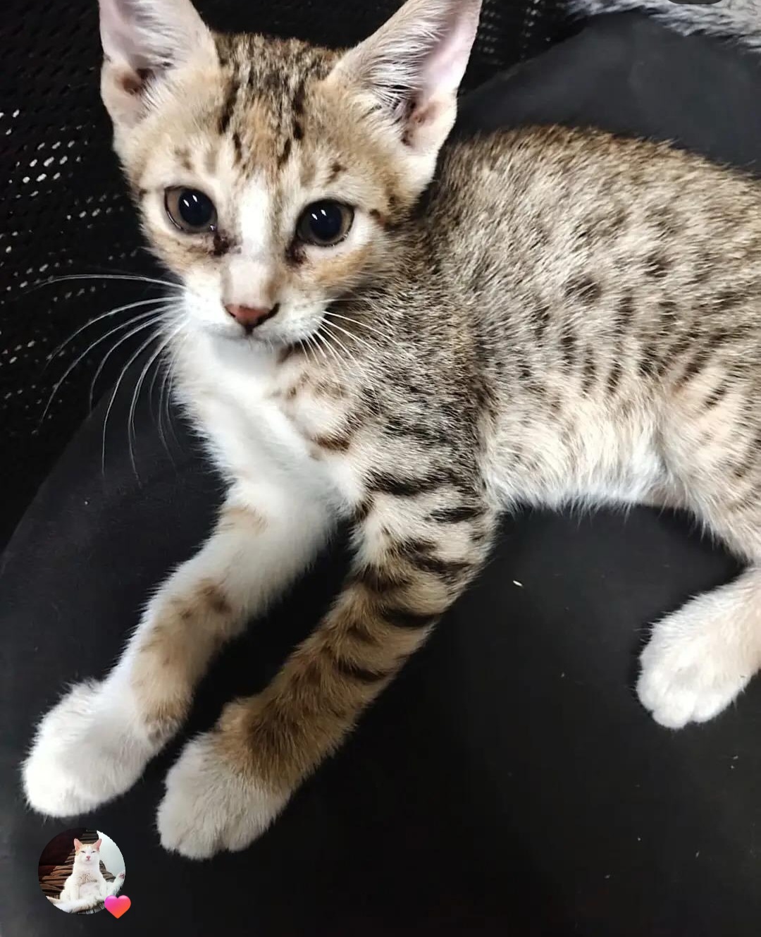 Urgent Adoption Appeal
