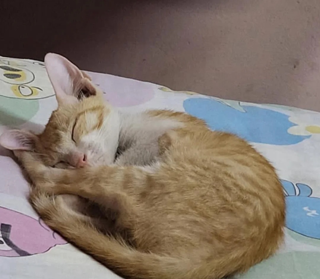 Urgent Adoption Needed
