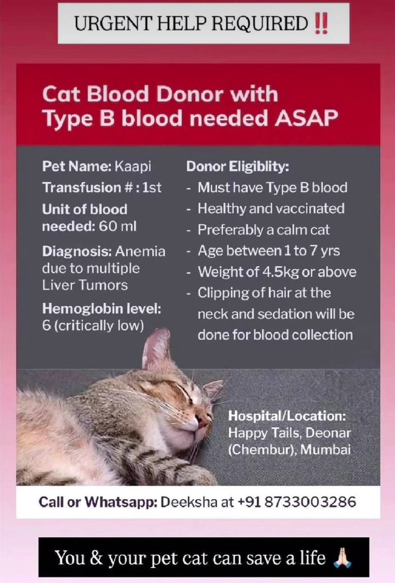 Urgent Cat Blood Donor Needed in Mumbai