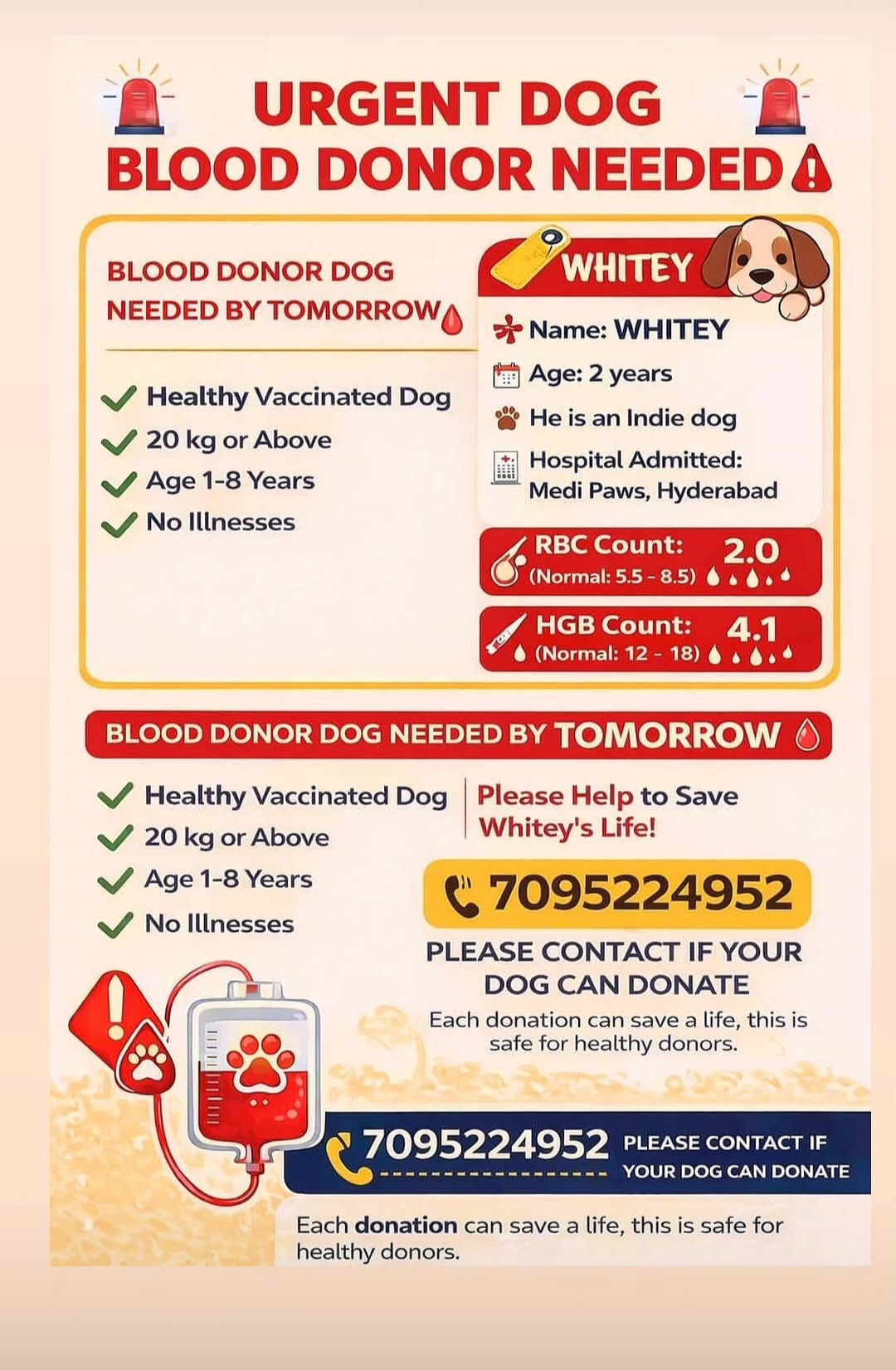 URGENT DOG BLOOD DONOR NEEDED – PLEASE HELP SAVE WHITEY 🚨