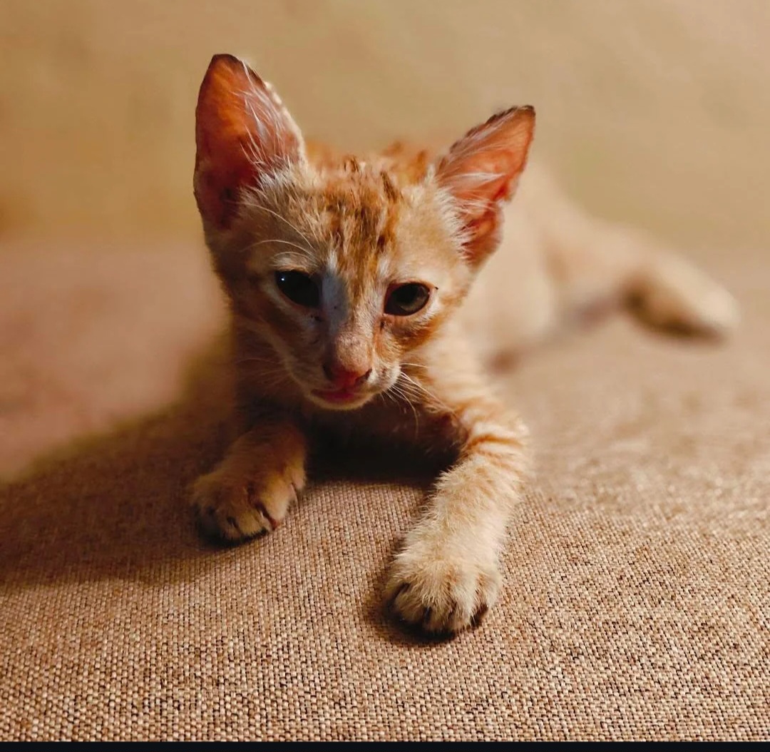 🚨 URGENT FOSTER APPEAL 🐾