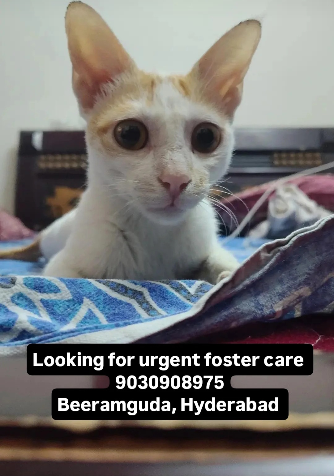 🚨 Urgent Foster Care Needed 🚨