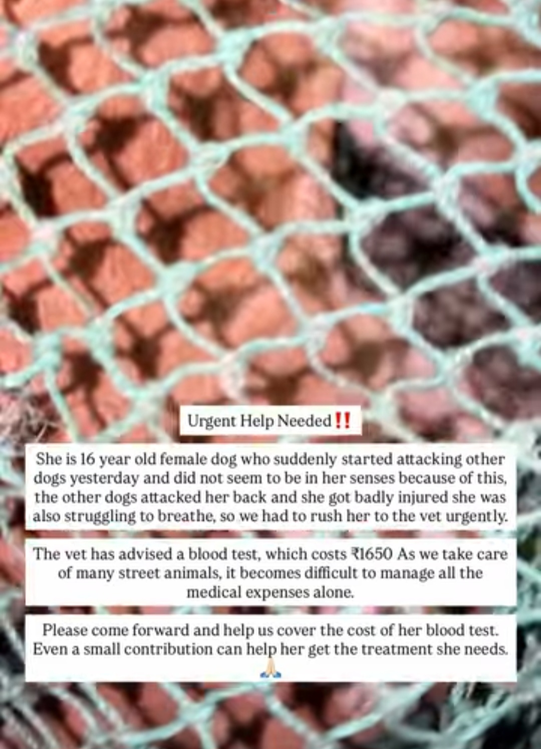 Urgent Help Needed for an Injured Senior Dog 🐾