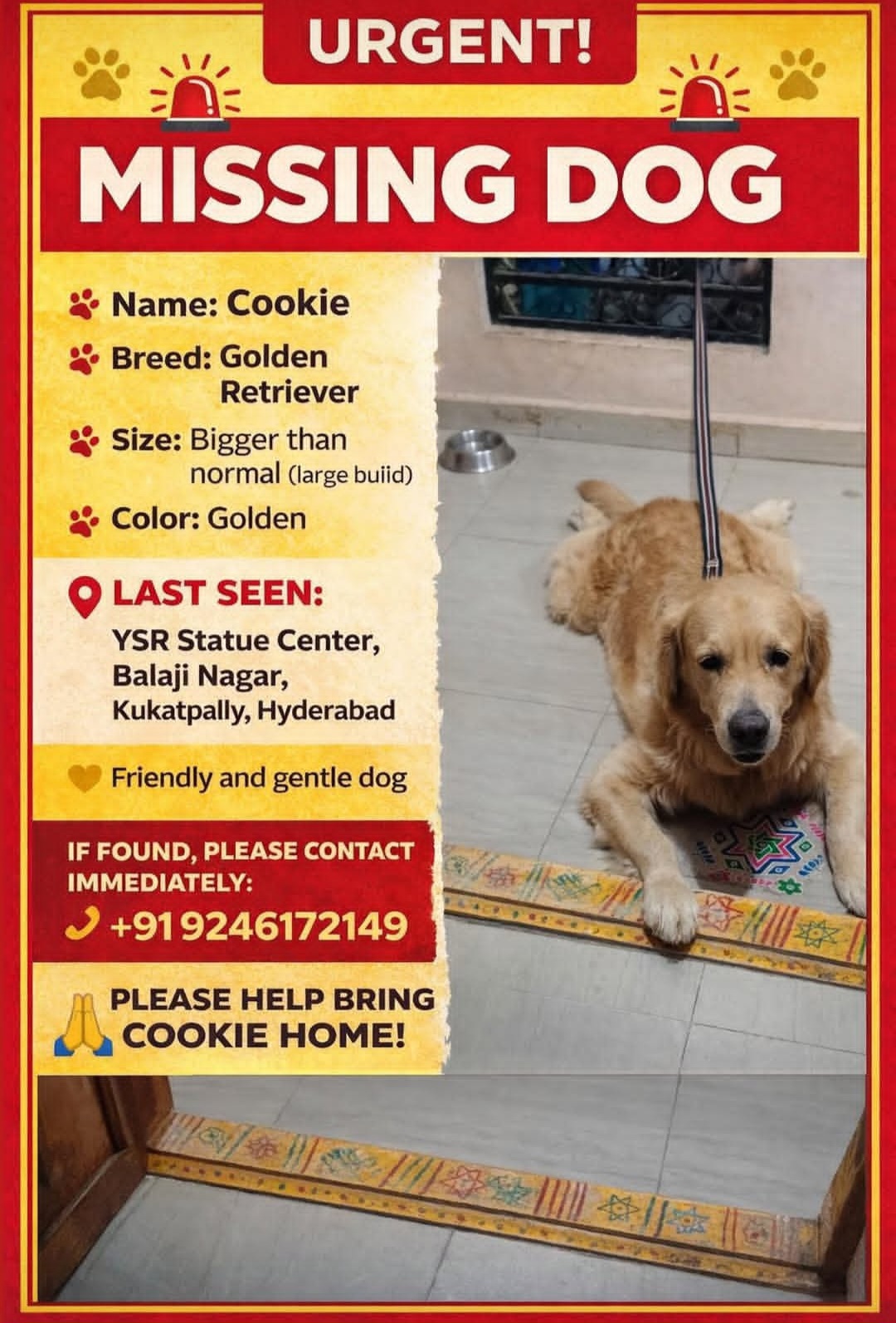 🚨 URGENT: Missing Dog 🚨