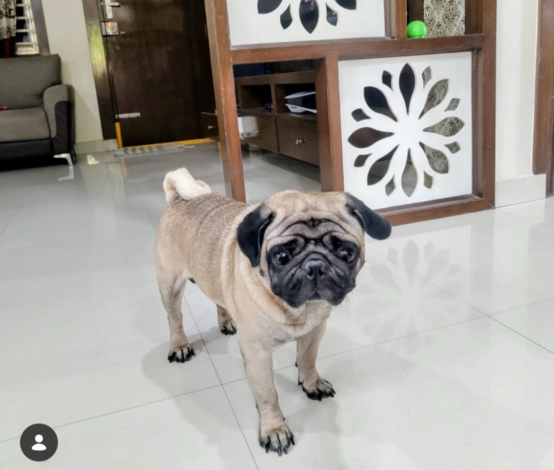 🐶 URGENT PET ADOPTION – SIMBA 🏡
