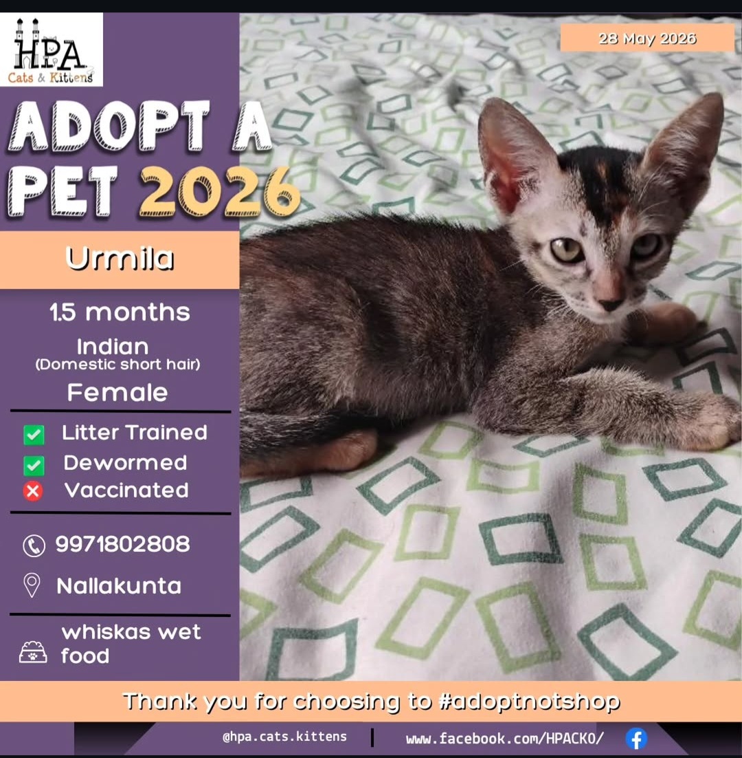 Urmila – Female Indian Domestic Short Hair Kitten Available for Adoption