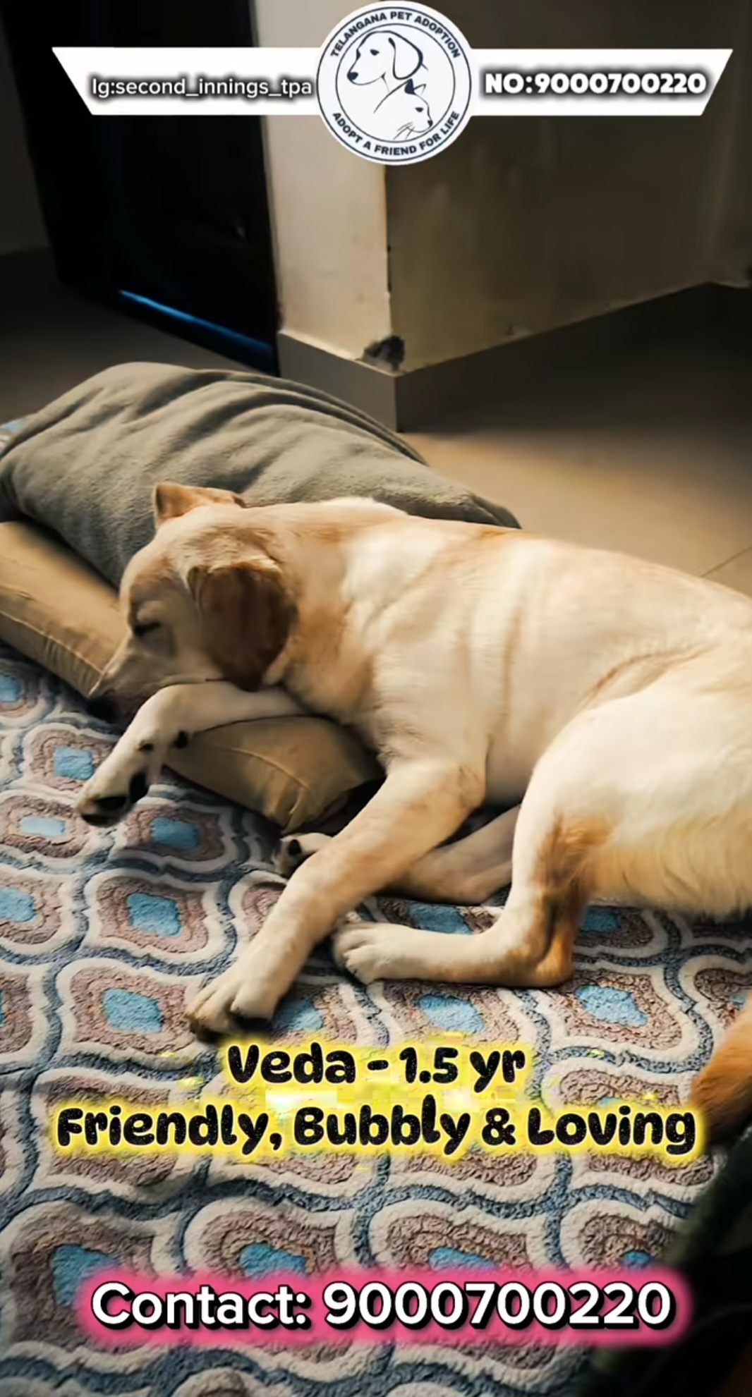 🐶 Veda – 1.5 Years (Female)