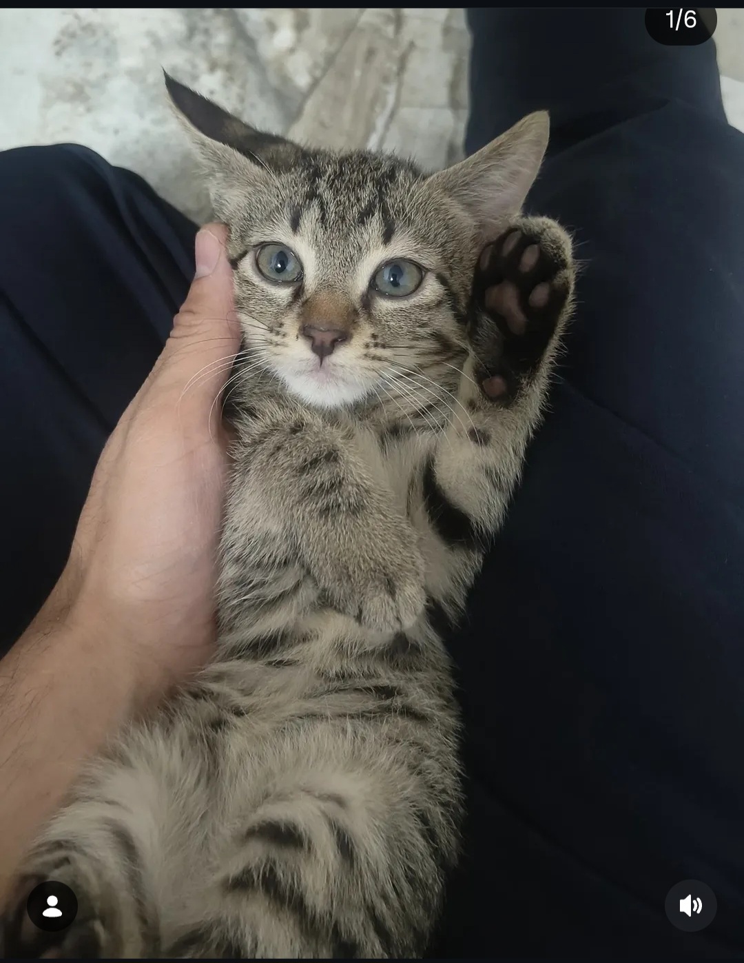 Yin Looking for a Forever Home