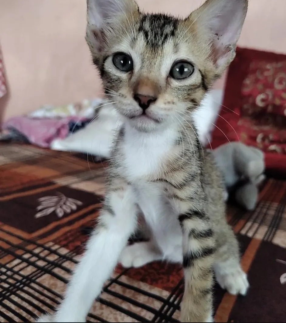 Zuzu – Adoption Post